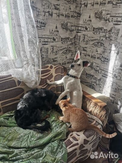 Передержка собак