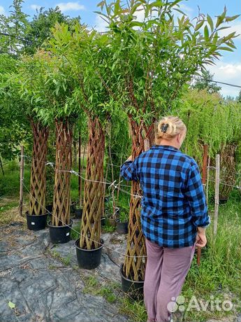 Живое плетеное дерево. Русская пальма