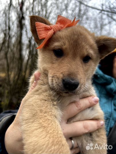 Щенки в добрые руки
