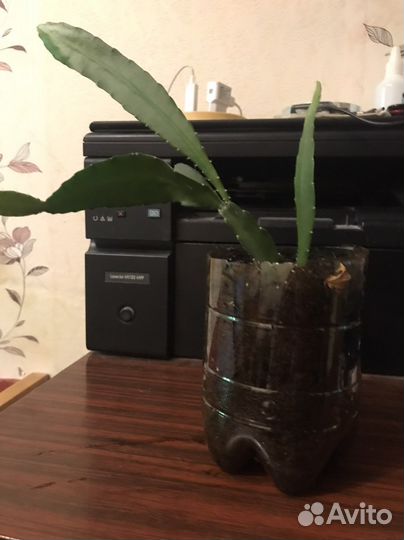 Эпифилум ярко коасный и бледно розовый