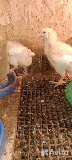 Подрощенные цыплята бройлера кобб-500