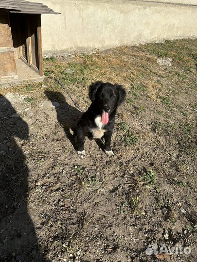 Собака в добрые руки маленькая порода