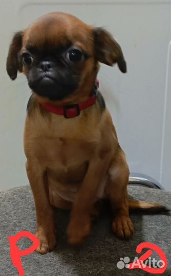 Пти-Брабансончики