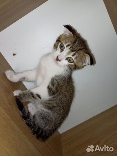 Британские вислоухие котята