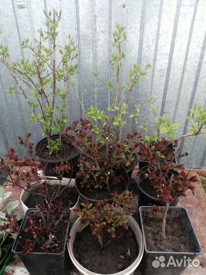 Многолетние кустарники для сада