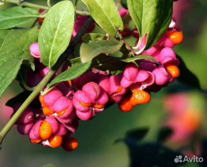 Саженцы бересклет 