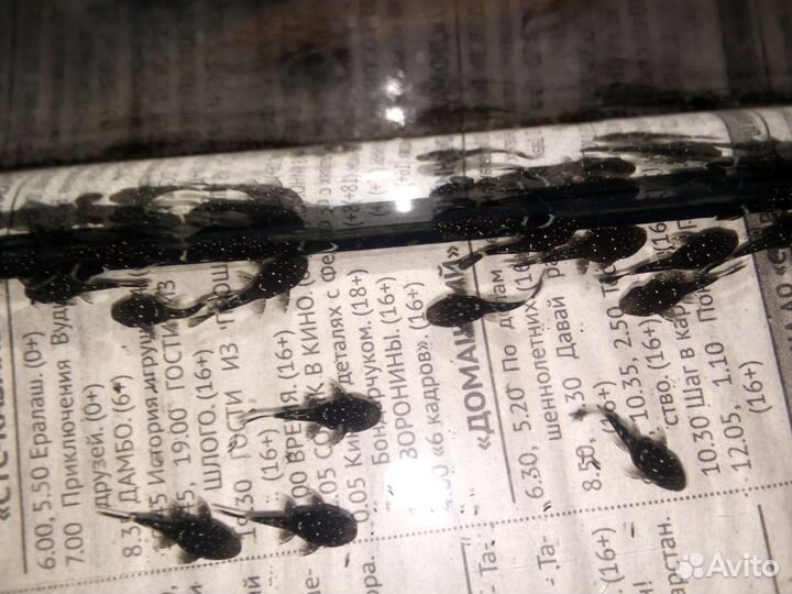 Анциструс звёздчатый L181 номерные сомы и цихлиды