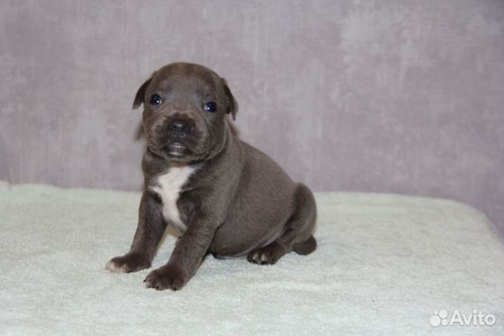 Стаффордширский бультерьер щенки