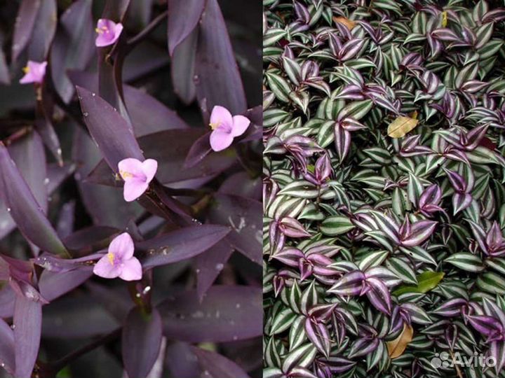 Черенки срезами для самостоятельного укоренения