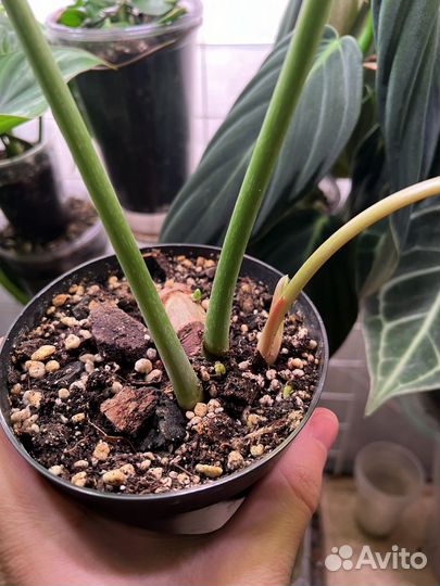 Филодендрон глориозум