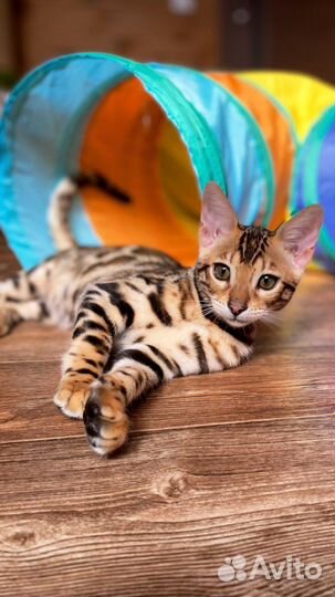 Девочка. Чистые ген тесты