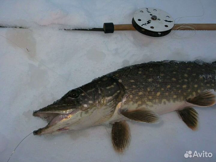 Рыбалка на Рыбинском водохранилище с гидом
