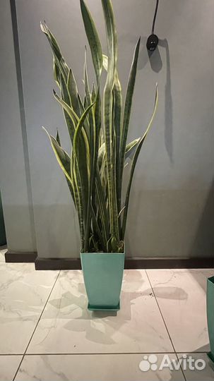 Сансевиерия