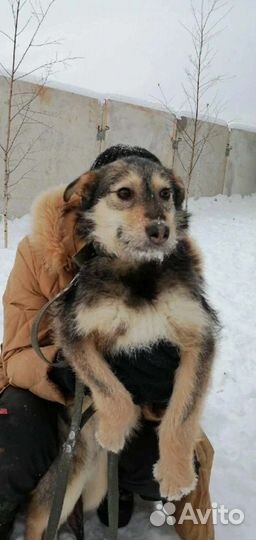 Собака в добрые руки