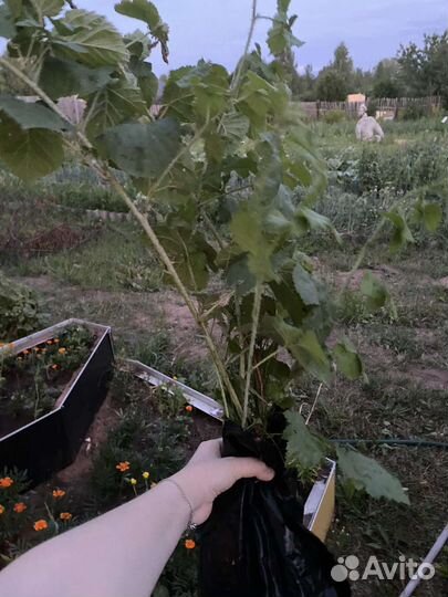 2 кустика сортовой ежевики 3 х летка с