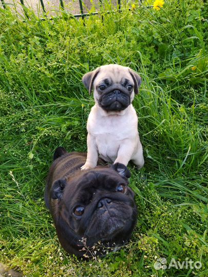 Продажа мопсов