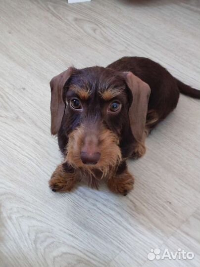 Щенки Таксы миниатюрной жесткошерстной