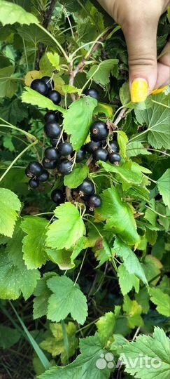 Смородина ягода