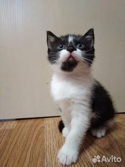Отдам кошечку в добрые руки