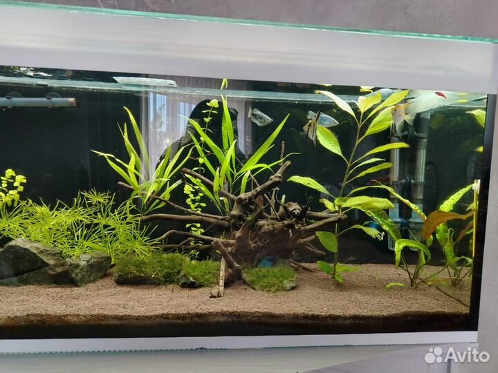Аквариум с тумбой 230 литров