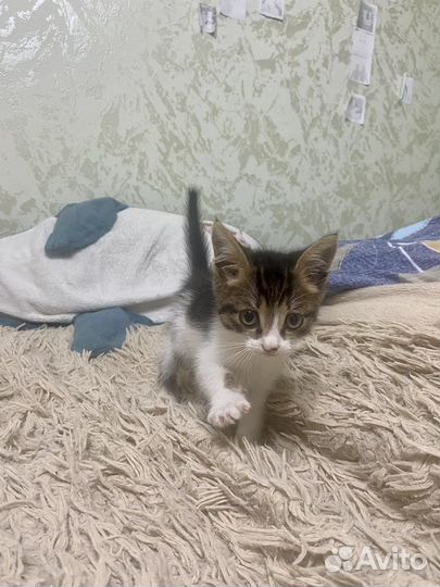 Кошка в дар бесплатно