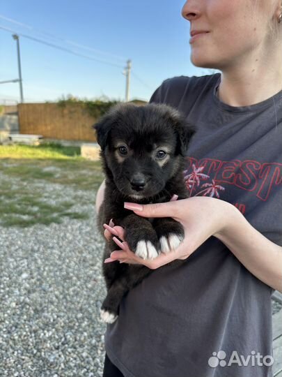 Двортерьер