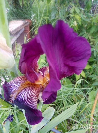 Глад луковицы, нарцисы