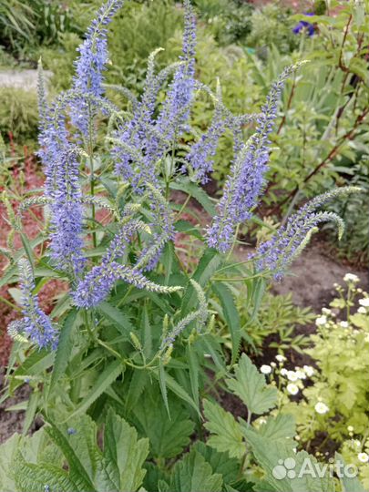 Многолетники из своего сада