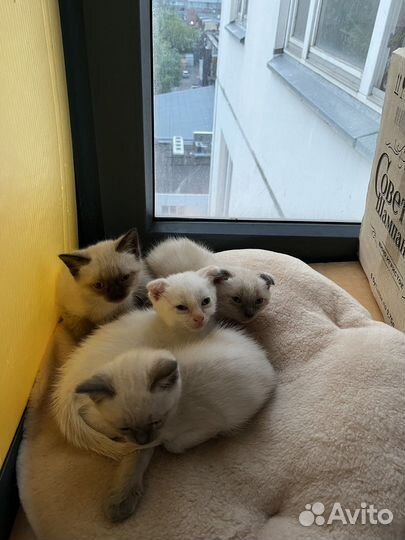 Котята шотландцы