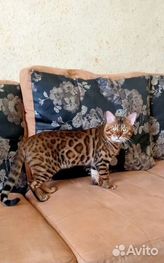 Бенгальские котята