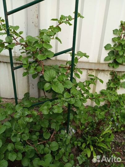 Гортензия черешковая