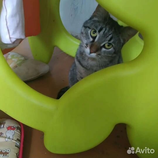 Шикарная кошка