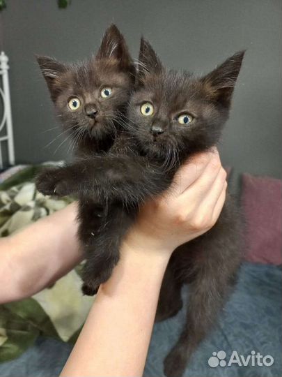 Кошка в дар