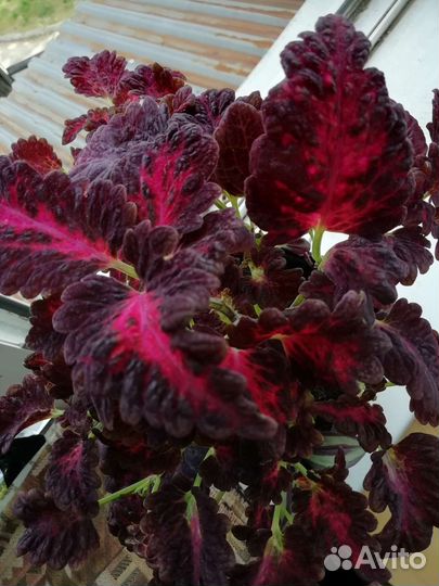 Колеус черный дракон в горшке