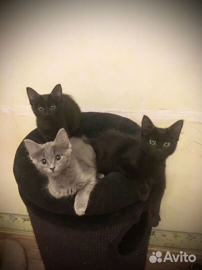 Зоогостиница/Передержка кошек