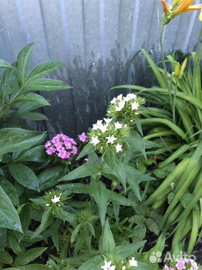 Садовые цветы