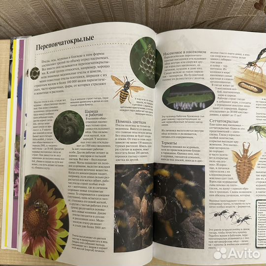 Книга Энциклопедия Животные