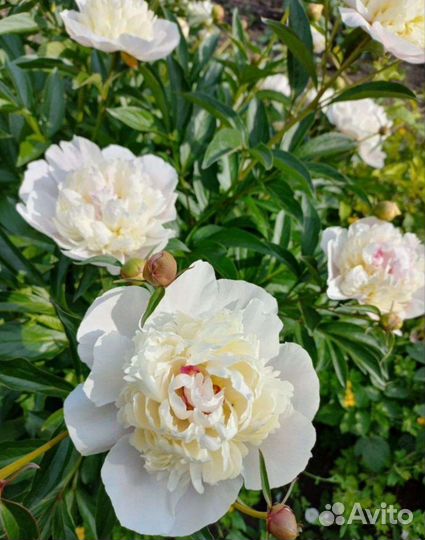 Корни пионов оптом. Голландия