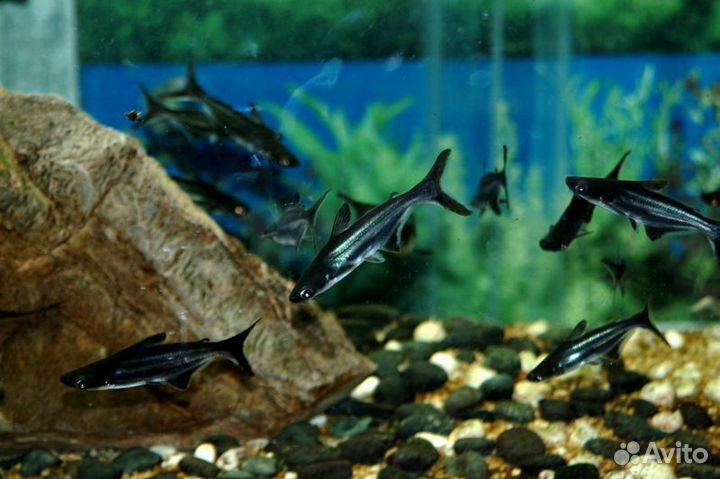 Сом акулий, Пангасиус (Pangasianodon hypophthalmu