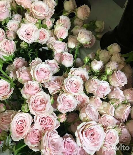 Розы Кустовые