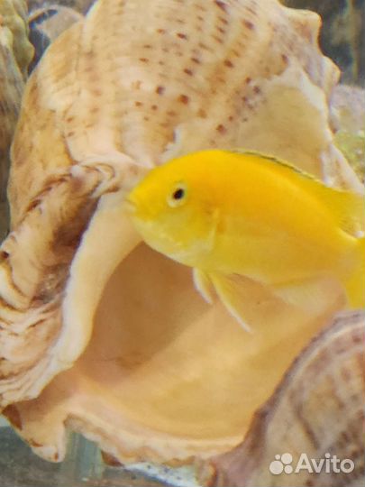 Лабидохромис Еллоу