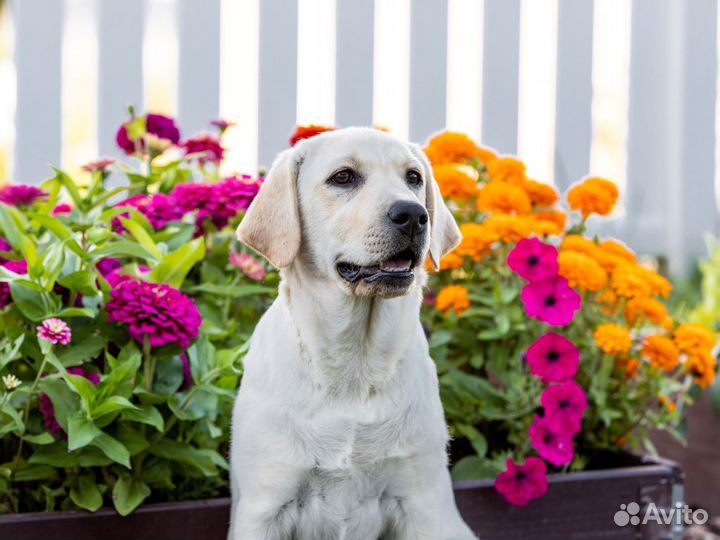 Щенок лабрадора ретривера