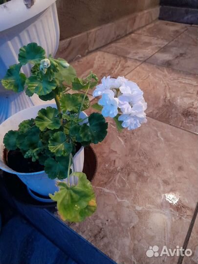 Комнатные растения цветы