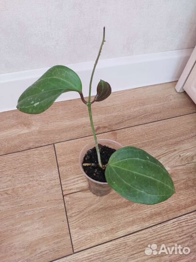 Хойи сортовые