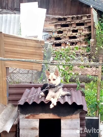 Щенки метисы в добрые руки