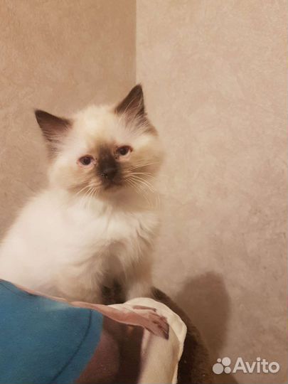 Котята Рэгдолл