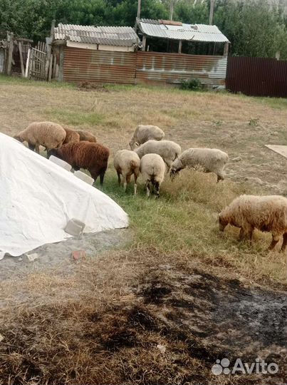 Овцы бараны