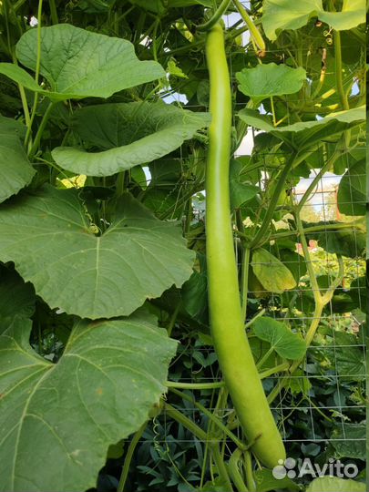 Лагенария Поленовидная 5семян