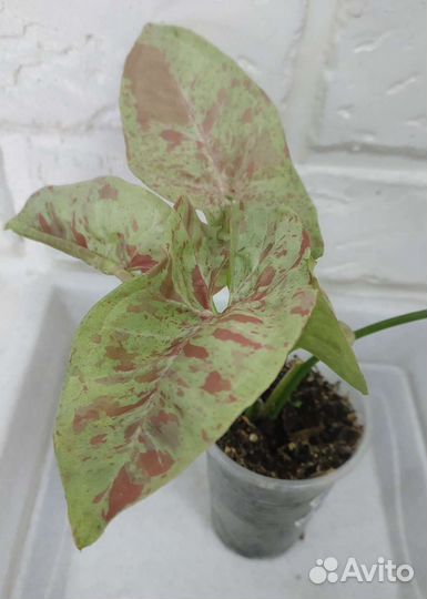 Гинура, вариегатная