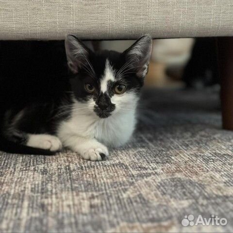 Кошка кот котята с необычным окрасом в добрые руки